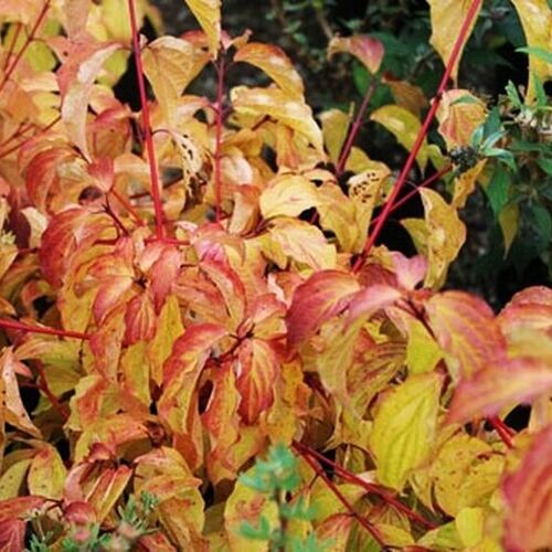 Дерен кроваво-красный Анна Винтер Оранж/Cornus sanguinea Annie's Winter Orange 30-40 С5