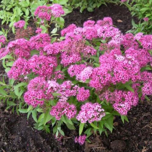 Спирея Бумальда Дартс Рэд/Spiraea х bumalda Dart’s Red 30-40 С3