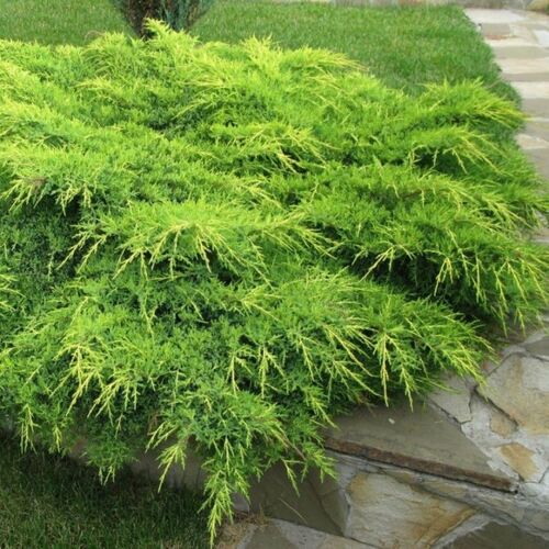 Можжевельник средний Пфитциреана Ауреа/Juniperus media Pfitzeriana Aurea С3