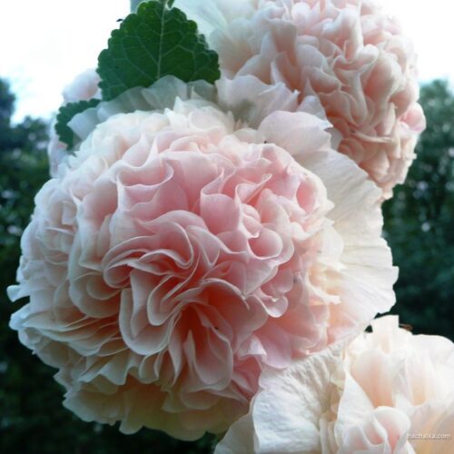 Мальва розовая Пленифлора (rood) /Alcea rosea Pleniflora (rood)  P1.5