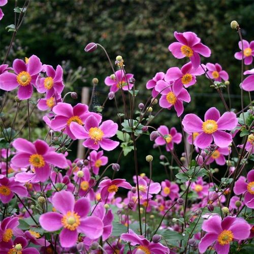 Анемона (ветреница) хупейская Спленденс/Anemone hupehensis Splendens С2