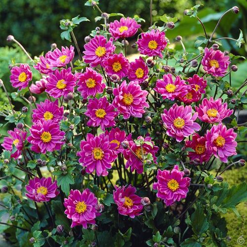 Анемона (ветреница) гибридная Памина/Anemone hybrida Pamina Р1,5