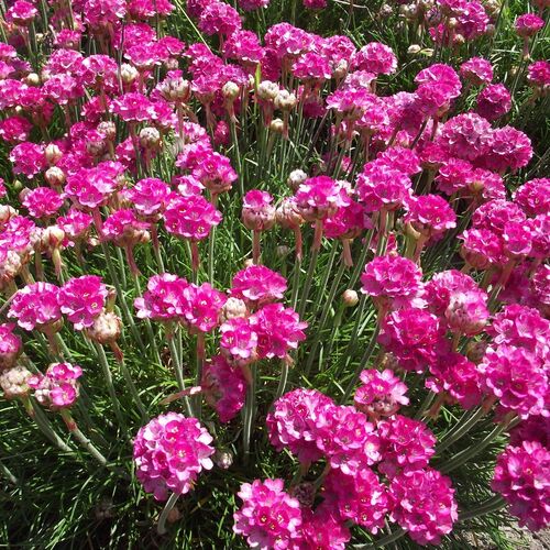 Армерия приморская Спленденс/Armeria maritima Splendens Р1,5