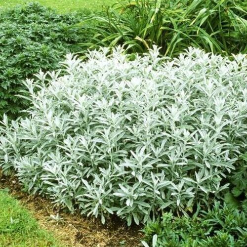 Полынь Людовика Сильвер Квин/Artemisia ludeviciana Silver Queen C5