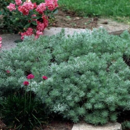 Полынь Шмидта Нана/Artemisia schmidtiana Nana Р1,5