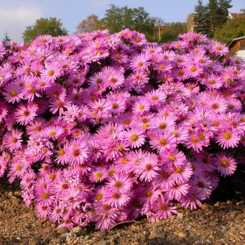 Астра кустарниковая Хербстгрусс фон Брессерхоф/Aster dumosus Herbstgruss von Bresserhof Р1,5