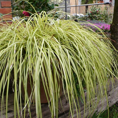 Осока охименская Эверголд/Carex oshimensis Evergold Р1,5