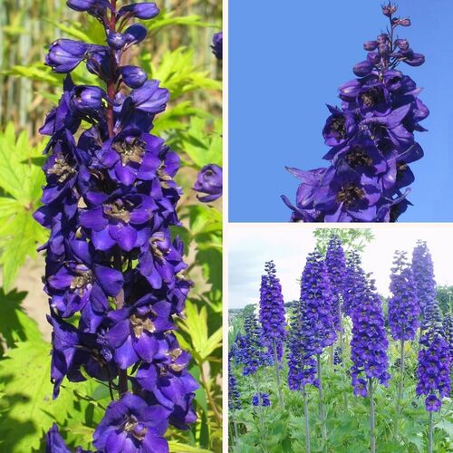 Дельфиниум культурный Блэк Найт/Delphinium cultorum Black Knight Р1,5