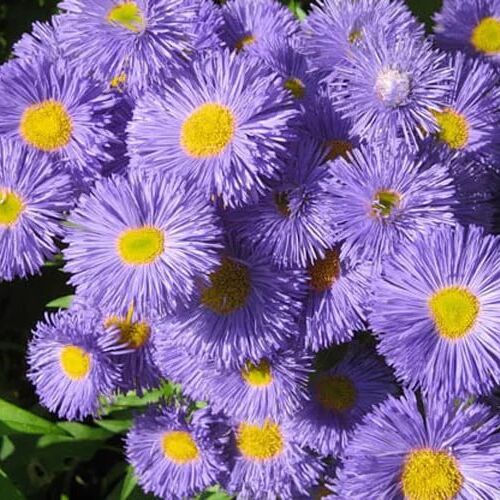 Мелколепестник гибридный Азурфи/Erigeron hybridus Azurfee С2