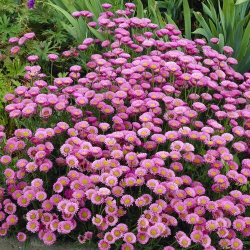 Мелколепестник гибридный Роза Ювел/Erigeron hybridus Roza Juwele Р1,5