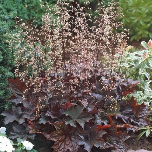 Гейхера мелкоцветковая Пэлас Пёпл/Heuchera micrantha Palace Purple P1.5