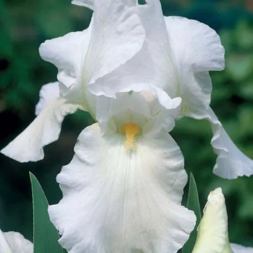 Ирис бородатый (германский) Уайт Найт/Iris barbata White Knight C2