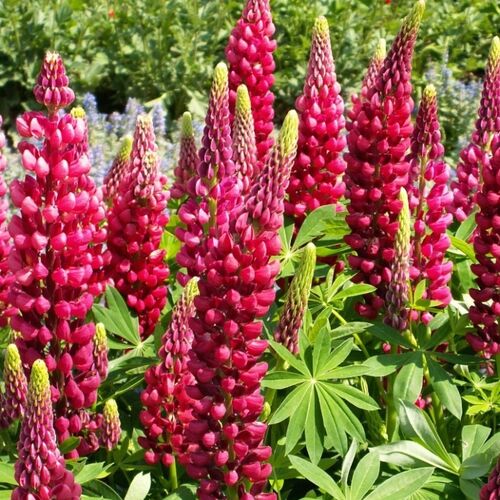 Люпин многолистный Май Касл/Lupinus polyphyllus My castle Р1,5