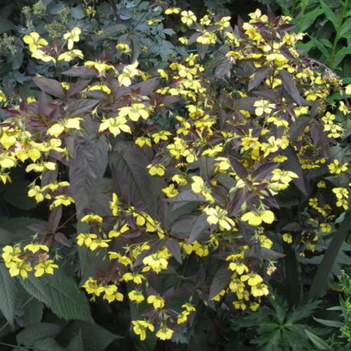 Вербейник реснитчатый Файкрекер/Lysimachia ciliata Firecracker P1.5