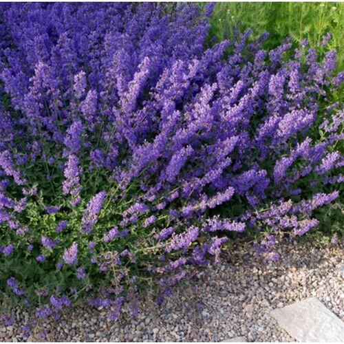 Котовник Фассена/Nepeta faassenii С2
