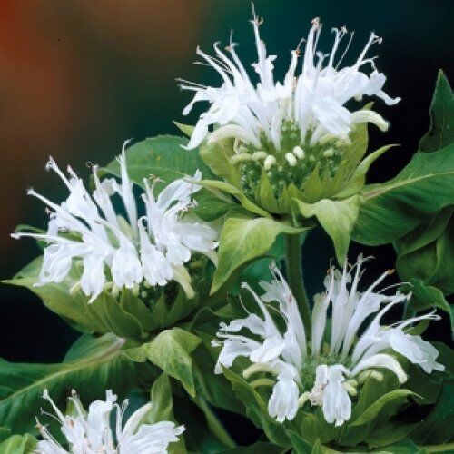 Монарда гибридная Сноу Квин/Monarda hybrida Snow Queen Р1,5