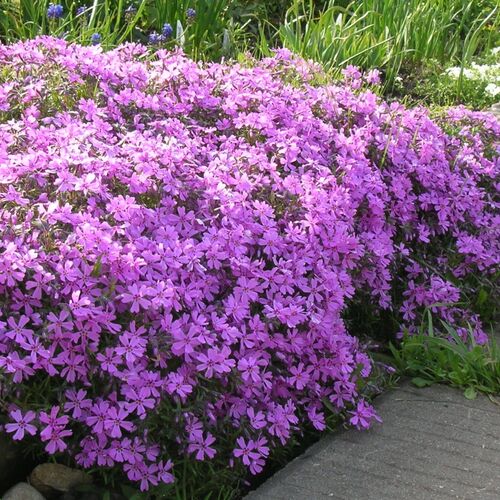 Флокс шиловидный Атропурпуреа/Phlox subulata Atropurpurea Р1,5