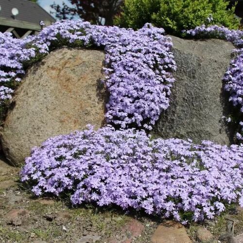 Флокс шиловидный Эмеральд Кашн Блю/Phlox subulata Emerald Cushion Blue Р1,5