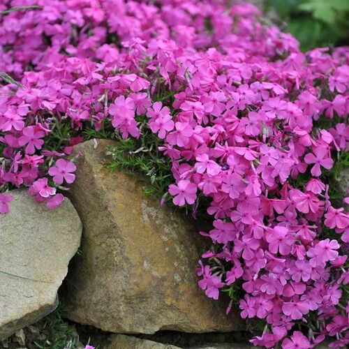 Флокс шиловидный МакДэниэлс Кашн/Phlox subulata MacDaniels Cushion Р1,5