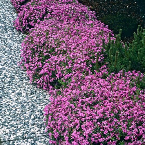 Флокс шиловидный Моэреми/Phlox subulata Moerheimii Р1,5