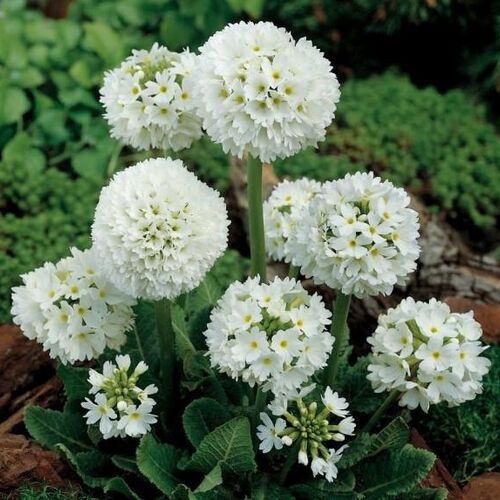 Примула мелкозубчатая Альба/Primula denticulata alba Р1,5