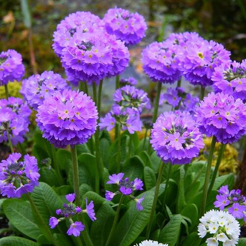 Примула мелкозубчатая Кашмериана/Primula denticulata Cashmeriana Р1,5