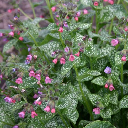 Медуница сахарная Миссис Мун/Pulmonaria saccharata Mrs Moon Р1,5
