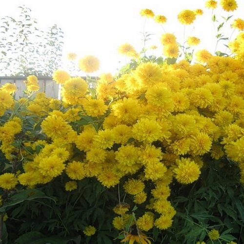 Рудбекия рассечённая Голдквелле/Rudbeckia laciniata Goldquelle P1.5