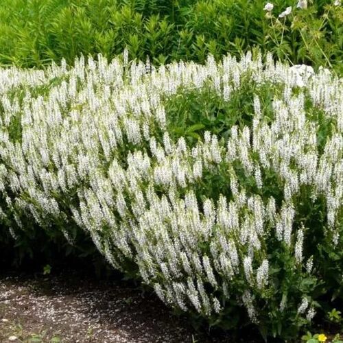 Шалфей (сальвия) дубравный Шнеехугель/Salvia nemorosa Schneehugel Р1,5