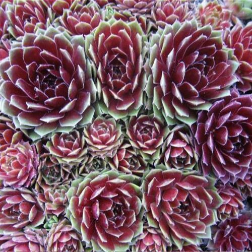 Молодило гибридное Коммандер Хей/Sempervivum hybridum Commander Hay Р1,5
