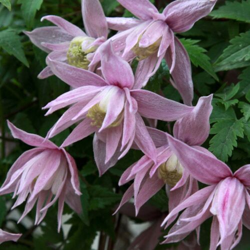 Княжик крупнолепестный Маркхамс Пинк/Atragene macropetala Markham's Pink C2