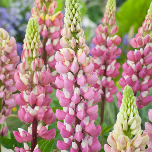 Люпин многолистный Зе Шателейн/Lupinus polyphyllus The Chatelaine Р1,5