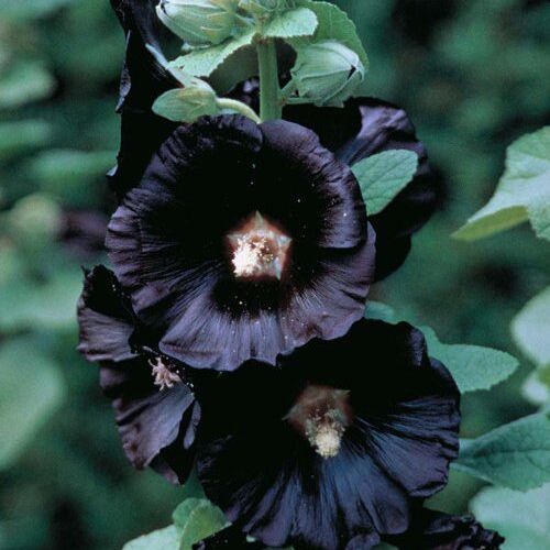 Мальва розовая Нигра/Alcea rosea Nigra Р2