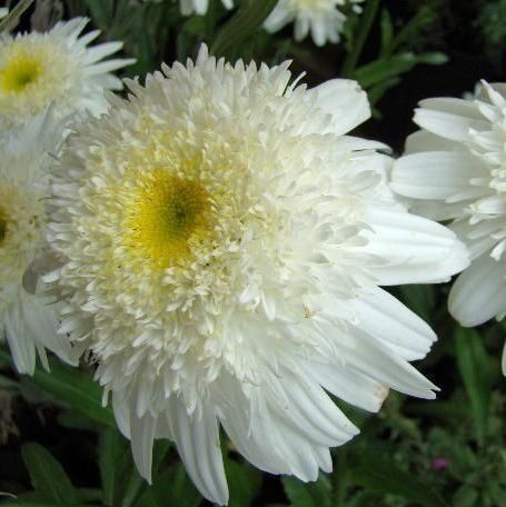 Нивяник наибольший Уиррал Суприм/Leucanthemum maximum Wirral Supreme Р1,5