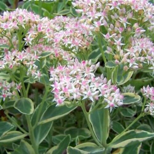 Очиток видный Фрости Морн/Sedum spectabile Frosty Morn С2