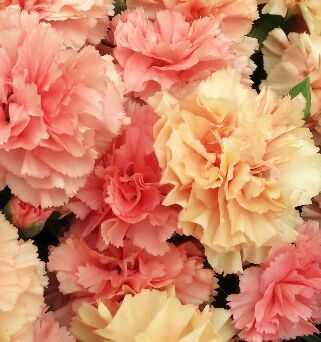 Гвоздика перистая Динамик Априкот/Dianthus plumarius Dinamic Apricot Р1