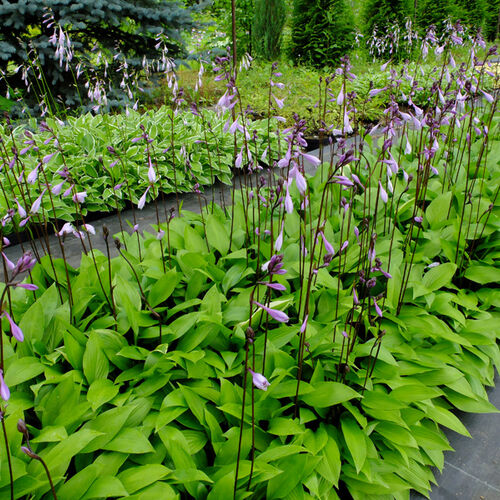 Хоста гибридная Ред Октобер/Hosta hybrid Red October Р1,5