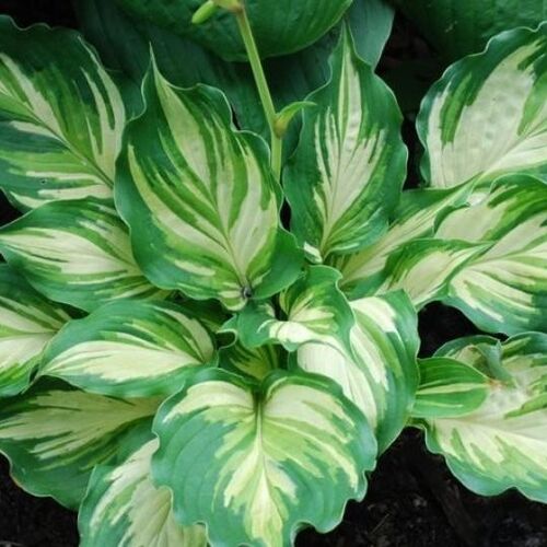 Хоста гибридная Лэйксайд Пейсли Принт/Hosta hybrid Lakeside Paisley Print Р1,5