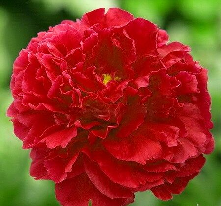 Пион молочноцветковый Ред Суприм/Paeonia lactiflora Red Supreme С3