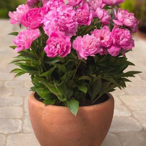Пион молочноцветковый Рим/Paeonia lactiflora Rome С3