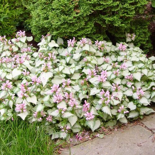 Яснотка пятнистая (крапчатая) Голден Анниверсари /Lamium maculatum Golden Anniversary C0.8