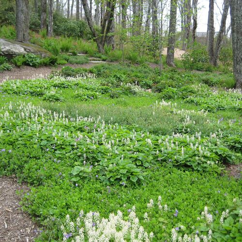 Тиарелла гибридная Шуга энд Спайс/Tiarella hybride Sugar and Spice С0,8