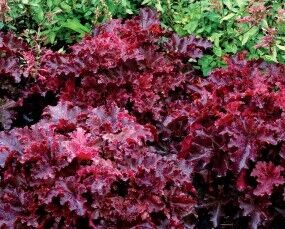 Гейхера гибридная Миднайт Руффлс/Heuchera hybrid Midnight Ruffles С0,8