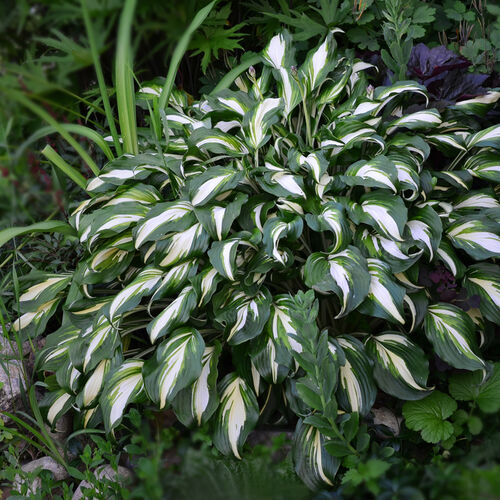 Хоста волнистая Медиовариегата/Hosta undulata Mediovariegata Р1,5