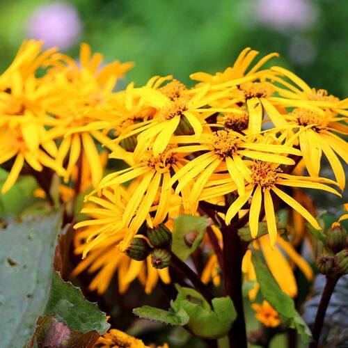 Бузульник зубчатый Дездемона/Ligularia dentata Desdemona Р1,5