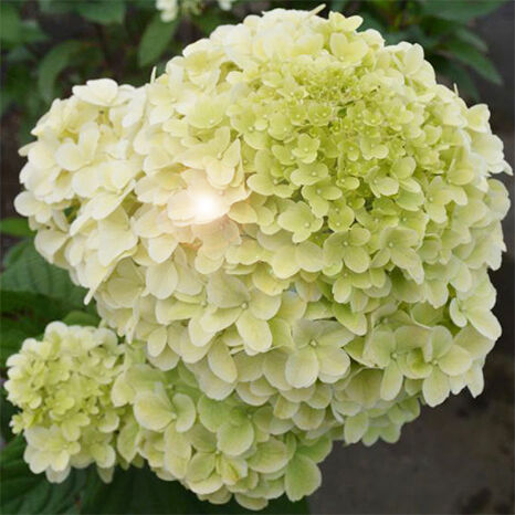 Гортензия метельчатая Диамантино/Hydrangea paniculata Diamantino 40-60 С7,5 СП