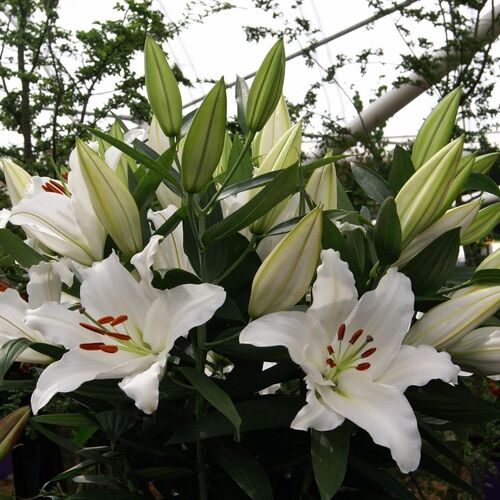 Лилия Астериан/Lilium Asterian P2
