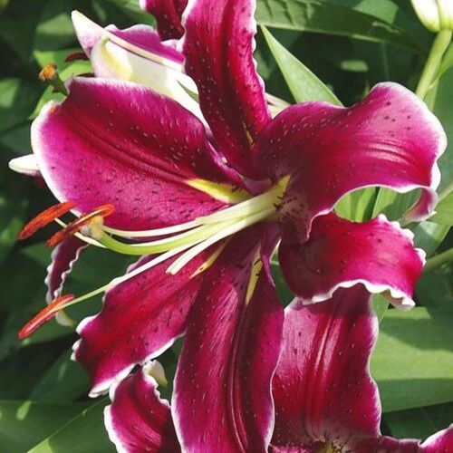 Лилия Вангелис/Lilium Vangelis Р2