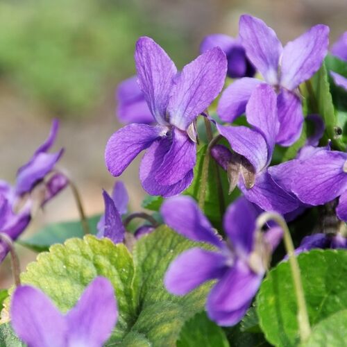 Фиалка душистая/Viola odorata С2 