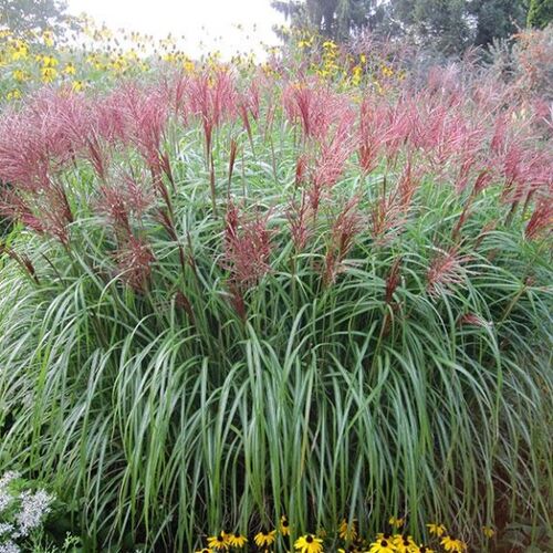 Мискантус китайский/Miscanthus sinensis С2